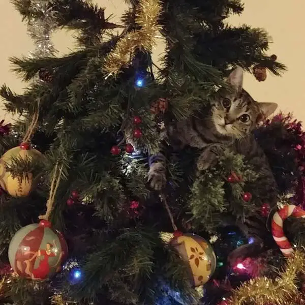Miss Mittens