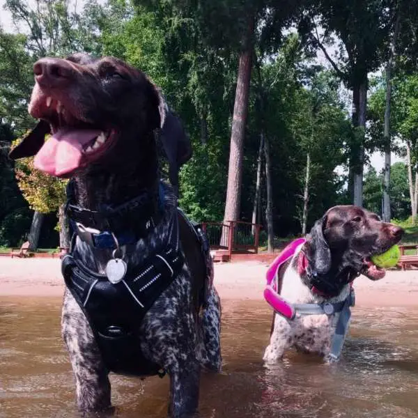 Pups