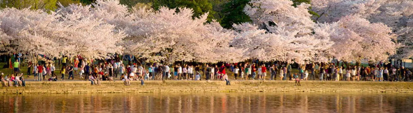 The Cherry Blossom Festival in Washinton, DC