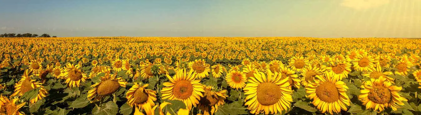 A bright field of sunflowers in South Dakota