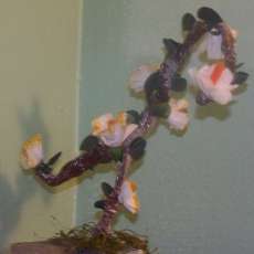 Bonsai with pink flowers