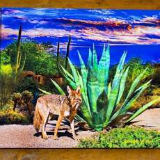 Canvas Wrap-20x16-Coyote posing by Blue Agave