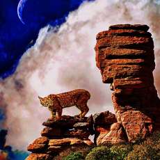 Canvas Wrap-16x20-Bobcat on the Rocks