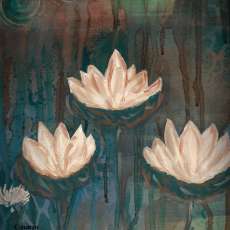 Three Lotus Flowers