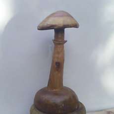 mushroom with collapsed veil