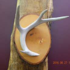 Antler and Wood Wall Art