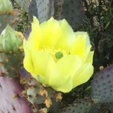 #1 Cactus Bloom