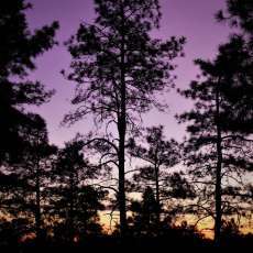 Sunset in the Arizona Pines