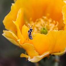 Cactus Flower with Bee