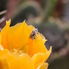 Cactus Flower and Bee 2
