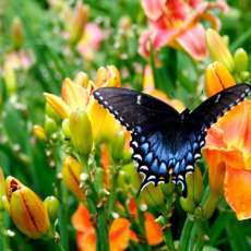 Swallowtail Butterfly and Daylilies