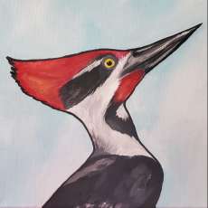 Wisdom of the Woodpecker
