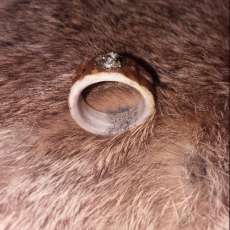 Elk antler Ring with pyrite for stone
