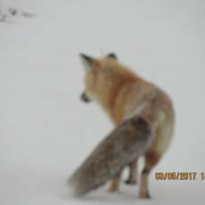 Lone  Fox in Winter