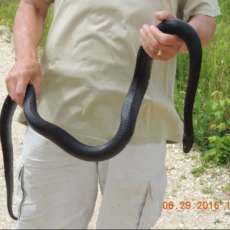 A black snake in the meadow