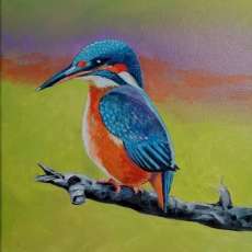 Finch Bird in blue and orange