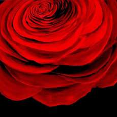 Original Red Rose