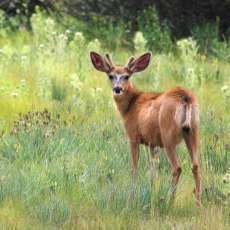 Deer Buck Canvas Photograph