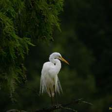 Contemplative Egret
