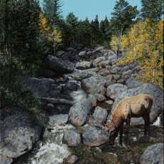 Elk in the Stream