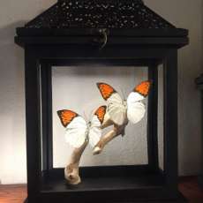Orange-Tip Butterfly Lantern