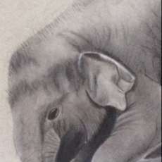 Charcoal elephant drawing