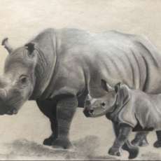 Charcoal rhinoceros drawing