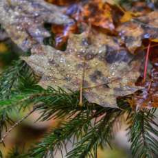 Raindrops on Autumn Leaves