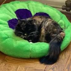 Cat Beds - Plush Faux Fur Cat Bed, A Purr...Cat Bed