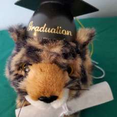Graduate Tiger