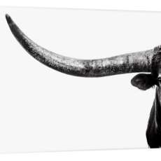 Longhorn Bull in Black & White Canvas Print