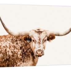 Longhorn Cow on White Canvas Print