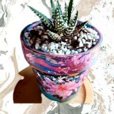 Hand Painted Pots with Succulents