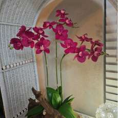 Phalaenopsis orchid (Purple - Large)