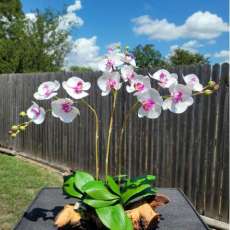 Phalaenopsis orchid (white)