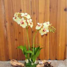 Mitonia orchid
