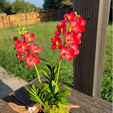 Vanda orchids