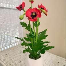 Red poppy flowers