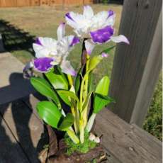 White Cattleya orchida