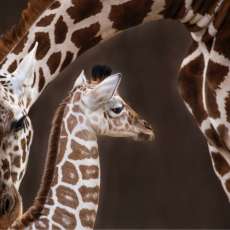 3D Lenticular Mother Giraffe and Baby