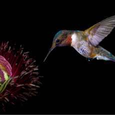 Deep 3D Hummingbird over Poppy Flower in Lenticular Print