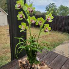 Green cymbidium orchid