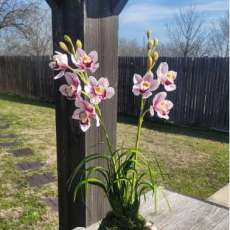 White and pink cymbidium orchid