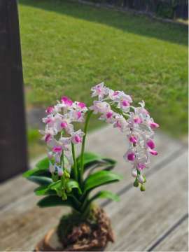 Product thumbnail #2