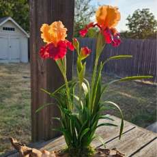 Orange Iris flowers (Large)