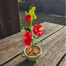 Red Hibiscus flowers (cup size)