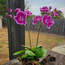 Phalaenopsis orchid (Large)