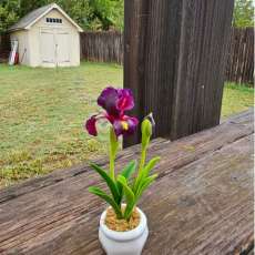 Iris flower (mini)