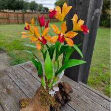 Cattleya orchid (5 flowers)