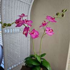 Phalaenopsis orchid (pink)